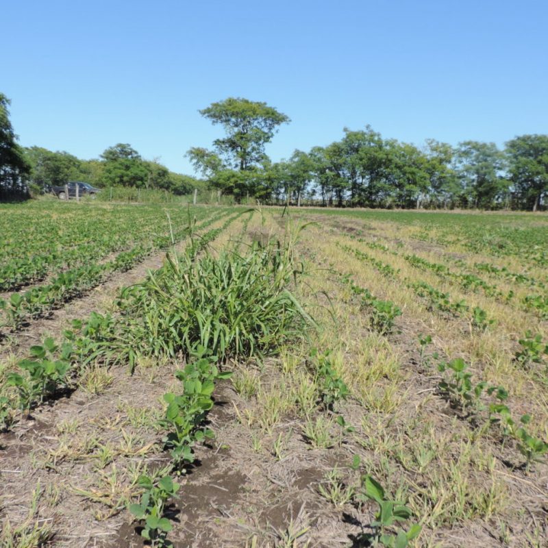 1 Sorghum halepense . JPG 1 Sorghum halepense . JPG