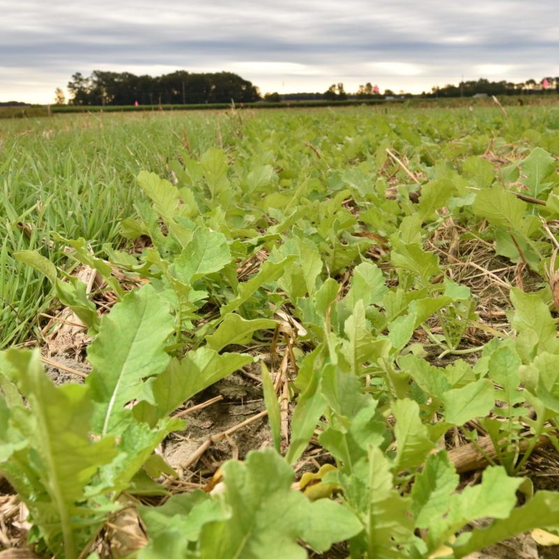 Cuktivos de Servicio COVER CROPS